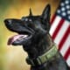Belgian Malinois in profile with open mouth and hanging tongue, wearing a green collar, American flag in the background.