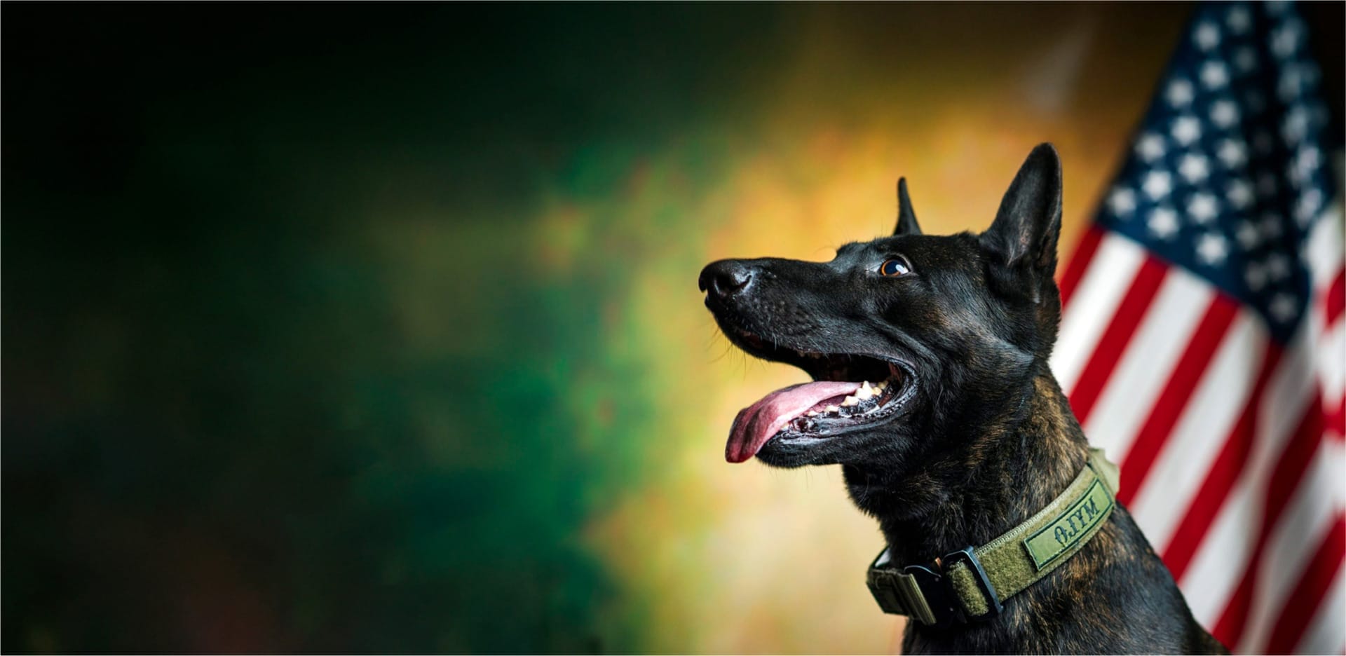Dog with open mouth and tongue out, wearing green collar, sitting in front of American flag and blurred background.